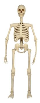 Haunted Living 5-ft Ultra Posable Skeleton at Lowe's, front view