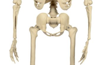 Haunted Living 5-ft Ultra Posable Skeleton at Lowe's, front view